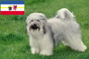 Lees meer over het artikel Tibetaanse Terriër fokkers en pups in Mecklenburg-Vorpommern