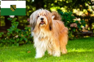 Lees meer over het artikel Tibetaanse Terriër fokkers en pups in Saksen