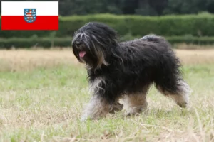 Lees meer over het artikel Tibetaanse Terriër fokkers en pups in Thüringen