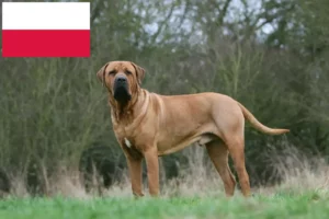 Lees meer over het artikel Tosa fokkers en pups in Polen