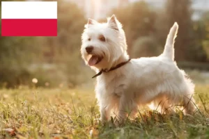 Lees meer over het artikel Westie fokkers en puppies in Polen