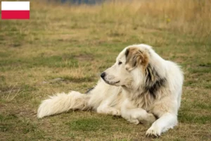 Lees meer over het artikel Aidi fokkers en pups in Polen