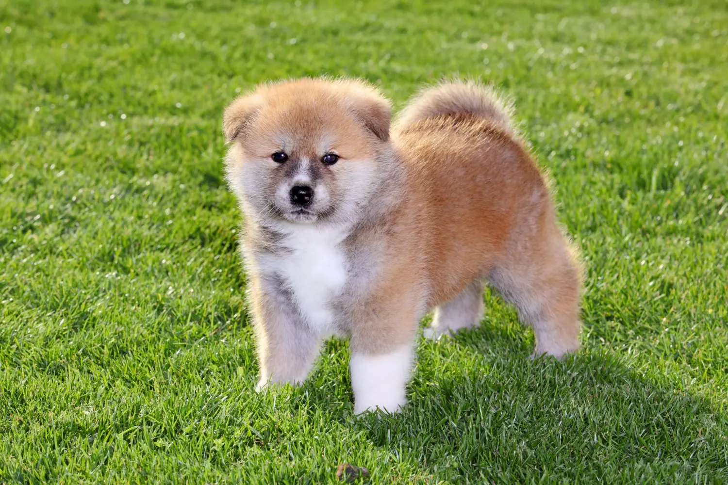 Een Akita puppy kopen betekent verantwoordelijkheid nemen! Akita puppy kopen.