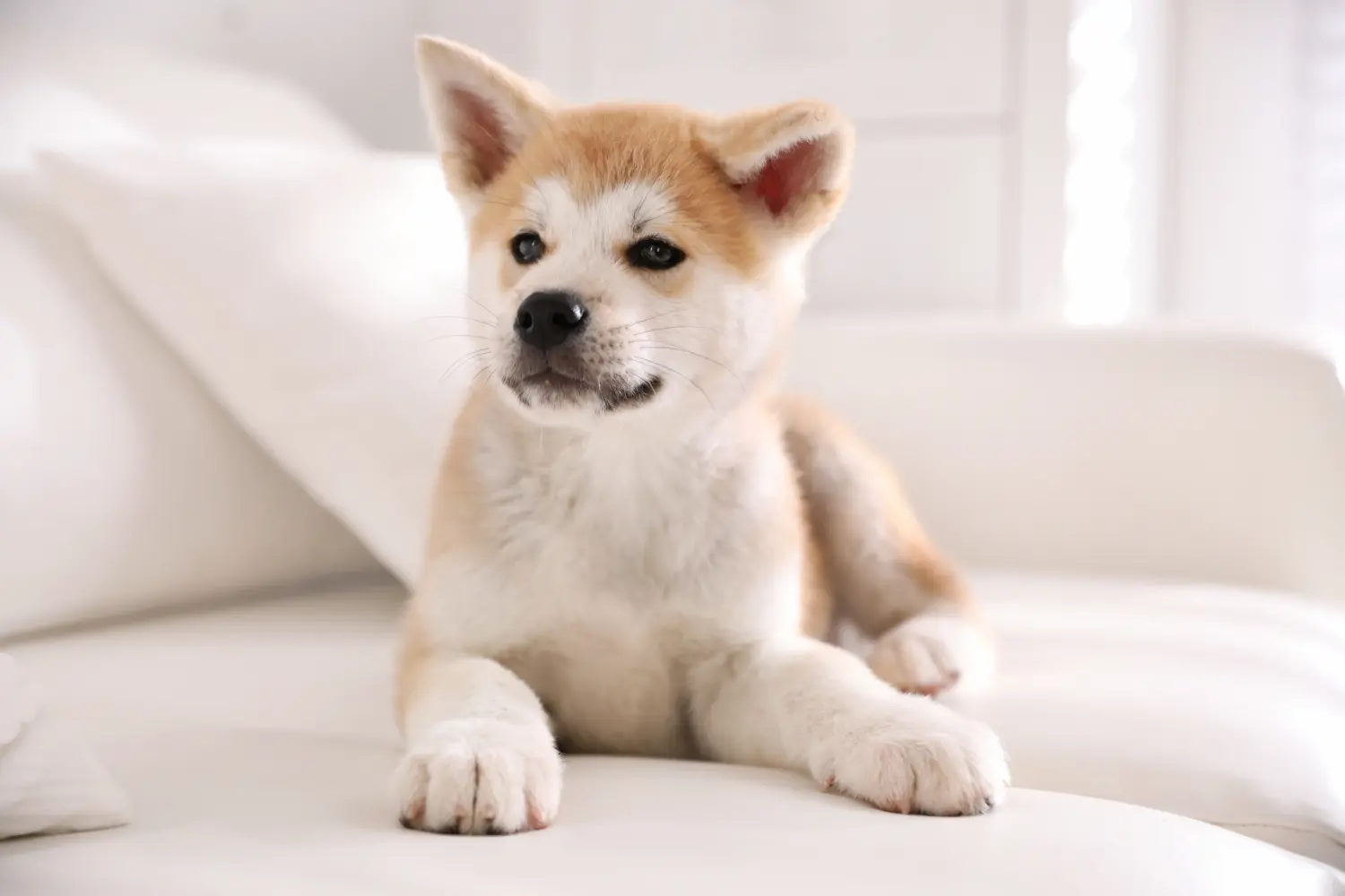 Een Akita puppy kopen betekent verantwoordelijkheid nemen! Akita puppy kopen.
