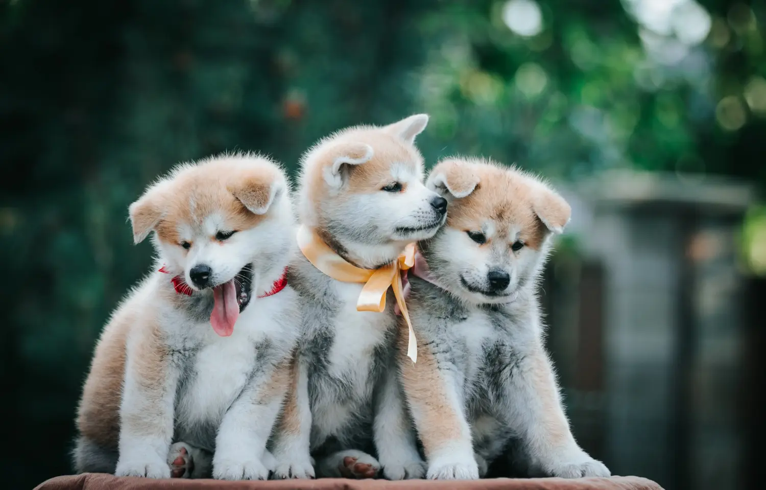 Een Akita puppy kopen betekent verantwoordelijkheid nemen! Akita puppy kopen.