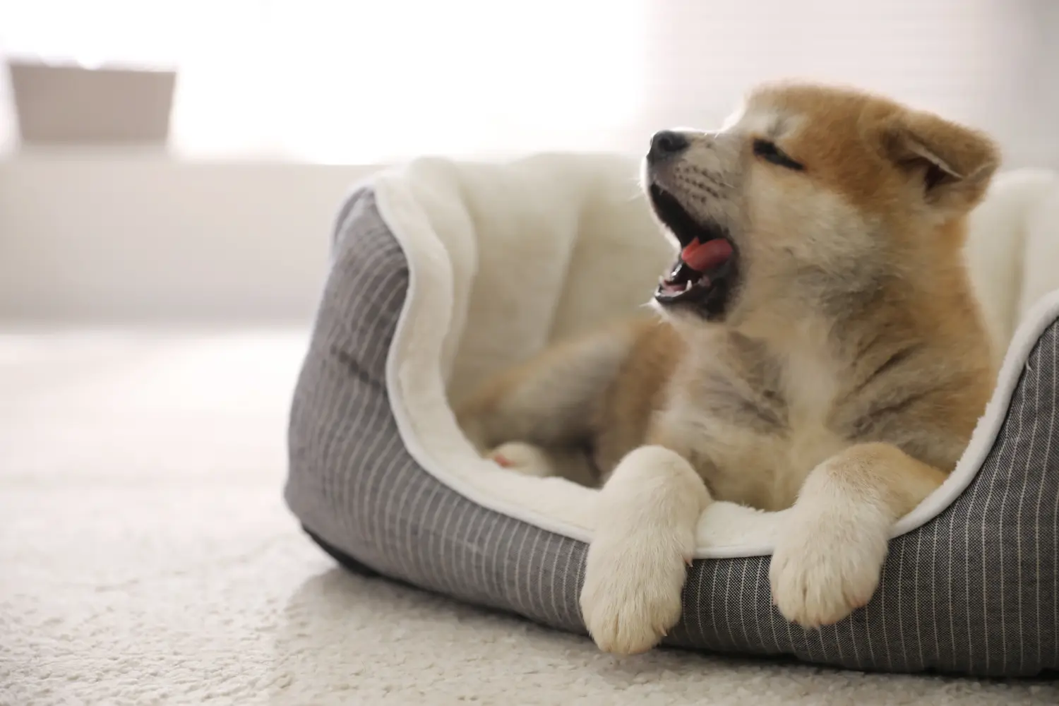 Een Akita puppy kopen betekent verantwoordelijkheid nemen! Akita puppy kopen.