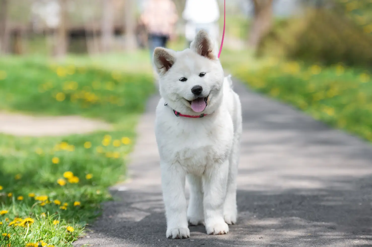 Een Akita puppy kopen betekent verantwoordelijkheid nemen! Akita puppy kopen.