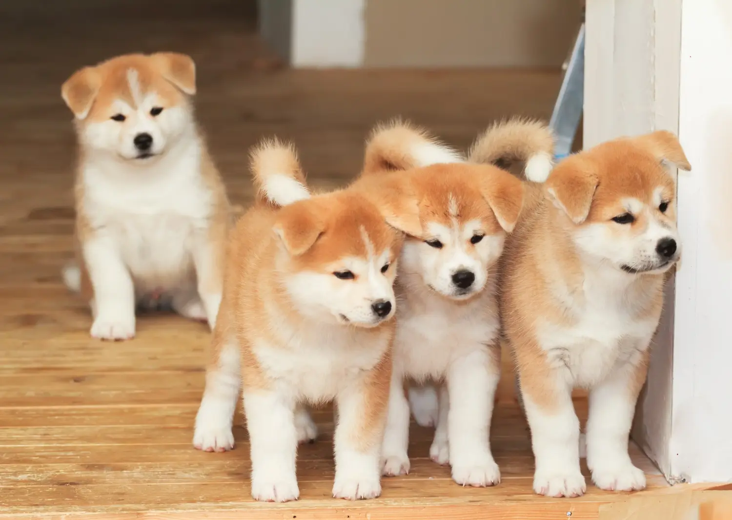 Een Akita puppy kopen betekent verantwoordelijkheid nemen! Akita puppy kopen.