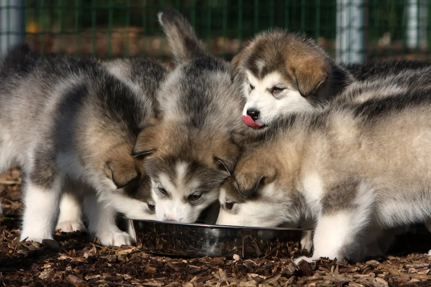 Een Alaska Malamute puppy kopen betekent verantwoordelijkheid nemen! Alaska Malamute puppy kopen.