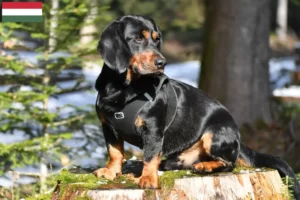 Lees meer over het artikel Alpine Dachsbracke fokkers en pups in Hongarije