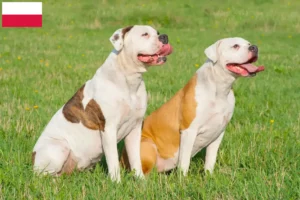 Lees meer over het artikel American Bulldog fokkers en pups in Polen