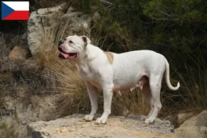 Lees meer over het artikel American Bulldog fokkers en pups in Tsjechië