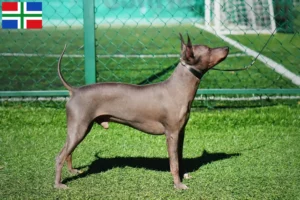Lees meer over het artikel American Hairless Terrier fokkers en pups in Groningen