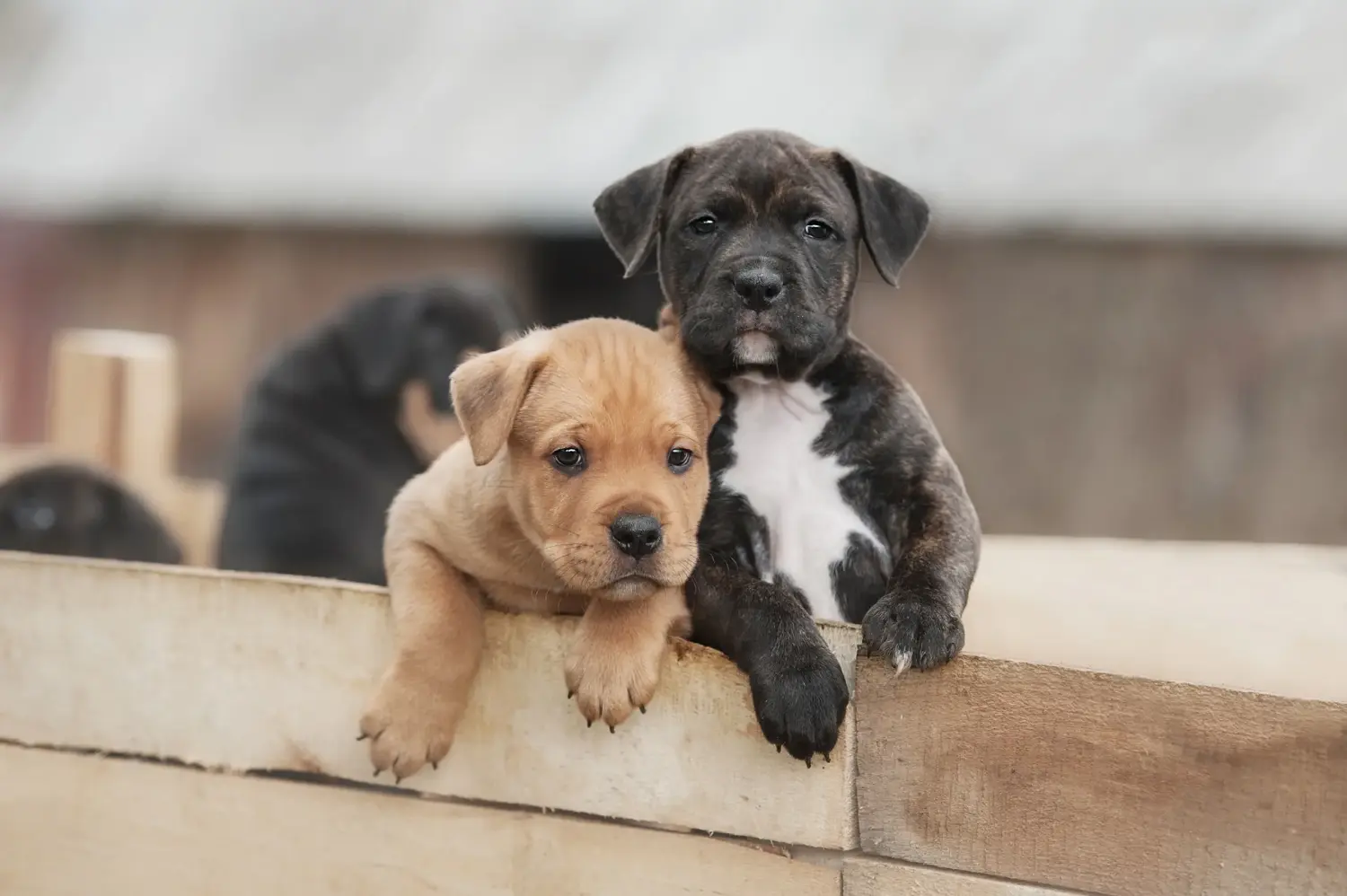 Een American Staffordshire Terrier puppy kopen betekent verantwoordelijkheid nemen! Amerikaanse Staffordshire Terrier puppy kopen.