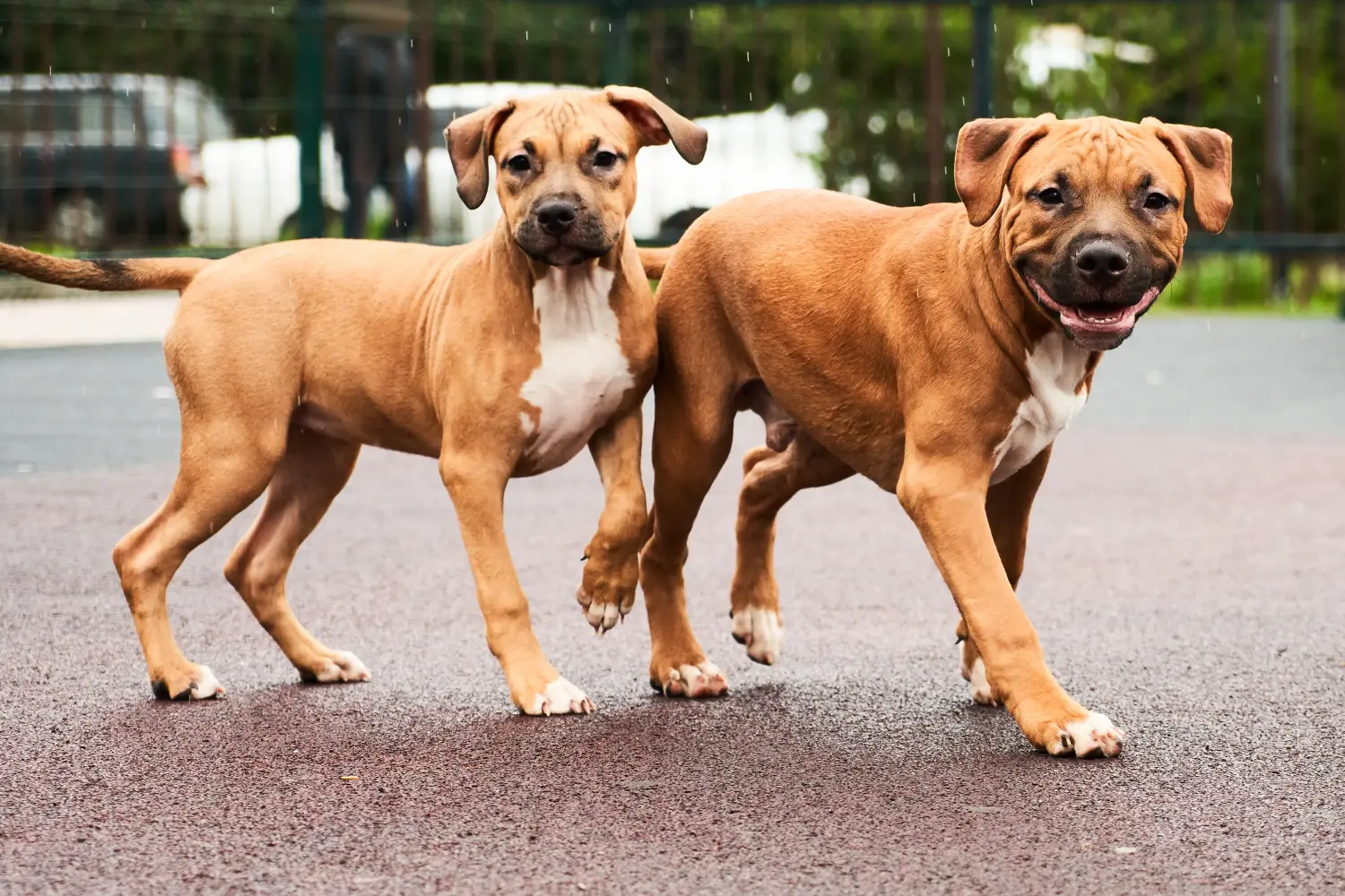Een American Staffordshire Terrier puppy kopen betekent verantwoordelijkheid nemen! Amerikaanse Staffordshire Terrier puppy kopen.
