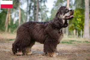 Lees meer over het artikel Amerikaanse Cocker Spaniel fokkers en pups in Polen