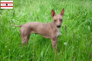 Lees meer over het artikel Amerikaanse Haarloze Terriër fokkers en pups in Drenthe