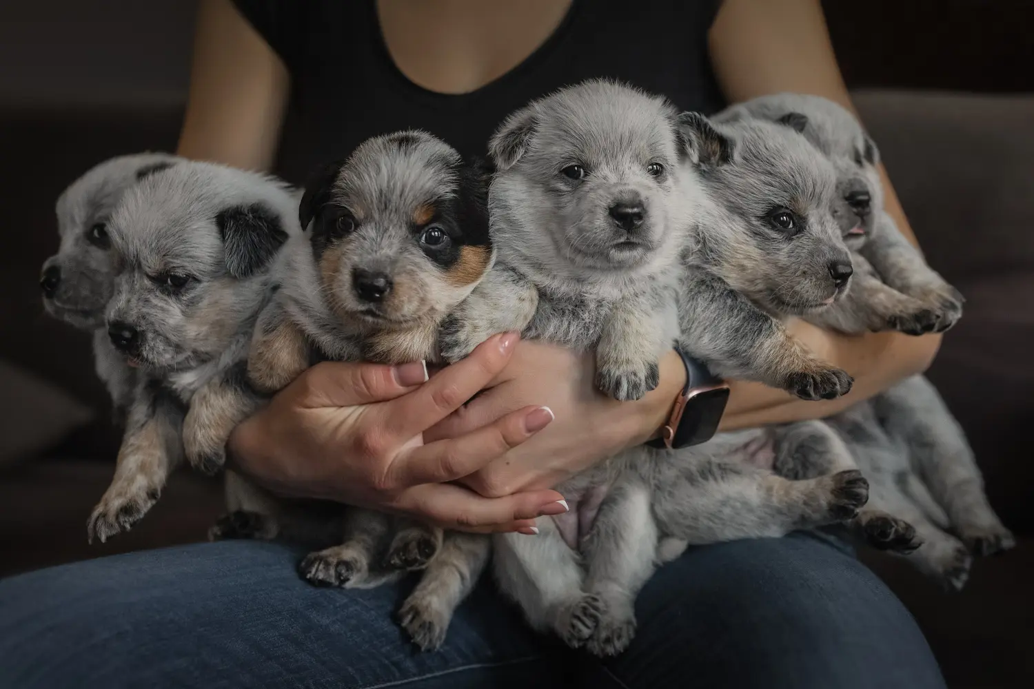 Een Australian Cattle Dog puppy kopen betekent verantwoordelijkheid nemen! Australische Veedrijvershond puppy's kopen.