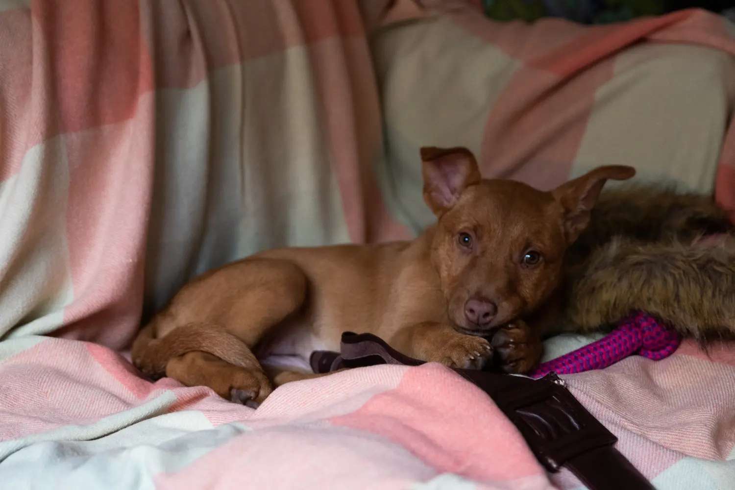 Een Australian Kelpie puppy kopen betekent verantwoordelijkheid nemen! Australische Kelpie puppy's kopen.