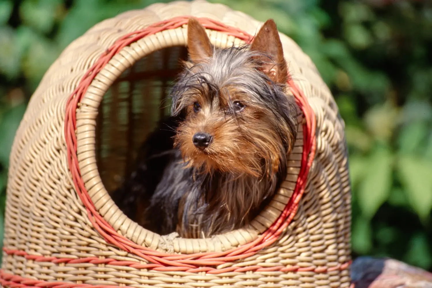 Een Australian Silky Terrier puppy kopen betekent verantwoordelijkheid nemen! Australische zijde terriër puppy kopen.