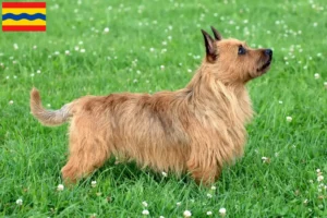 Lees meer over het artikel Australian Terrier fokkers en pups in Overijssel