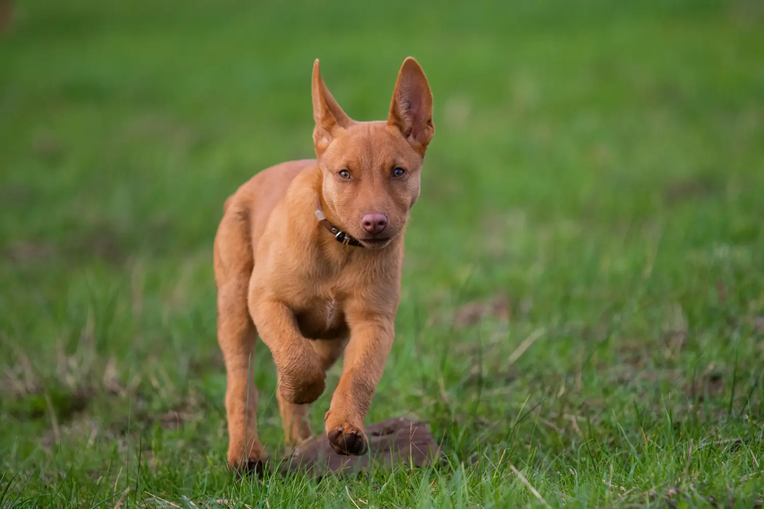 Een Australian Kelpie puppy kopen betekent verantwoordelijkheid nemen! Australische Kelpie puppy's kopen.