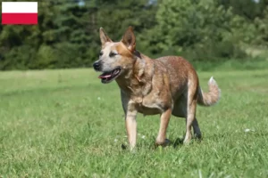 Lees meer over het artikel Australische Runderhonden fokkers en puppies in Polen