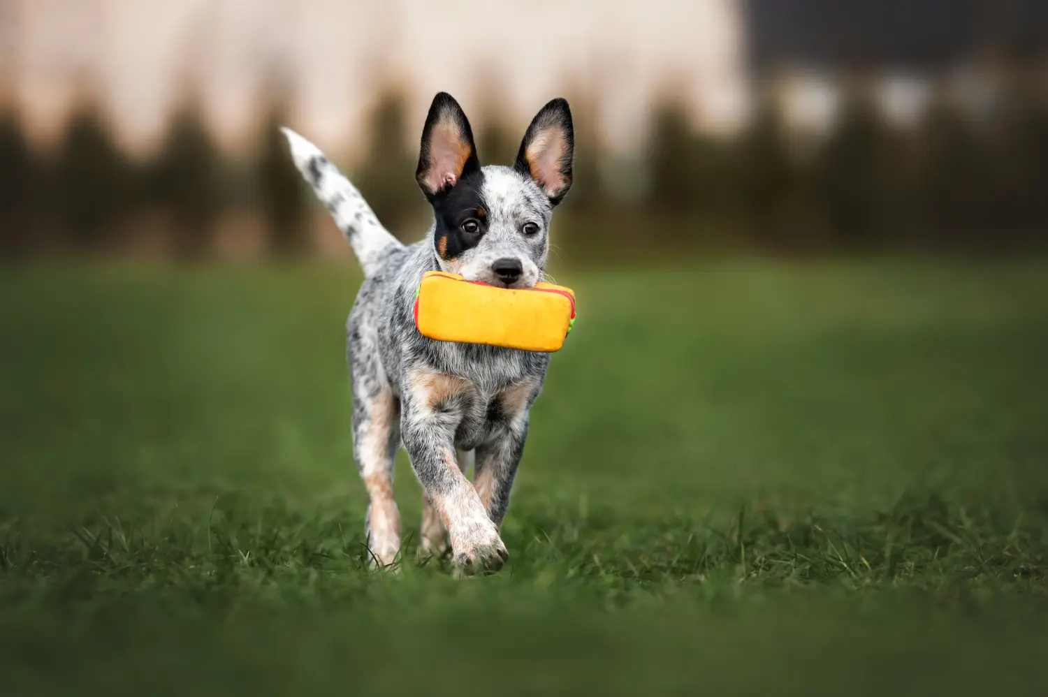 Een Australian Cattle Dog puppy kopen betekent verantwoordelijkheid nemen! Australische Veedrijvershond puppy's kopen.