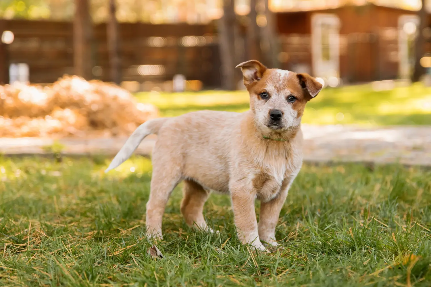 Een Australian Cattle Dog puppy kopen betekent verantwoordelijkheid nemen! Australische Veedrijvershond puppy's kopen.