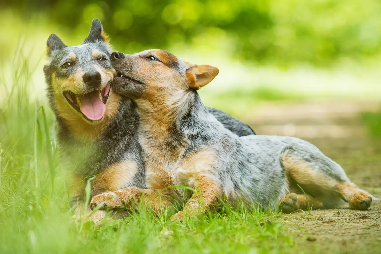 Een Australian Cattle Dog puppy kopen betekent verantwoordelijkheid nemen! Australische Veedrijvershond puppy's kopen.