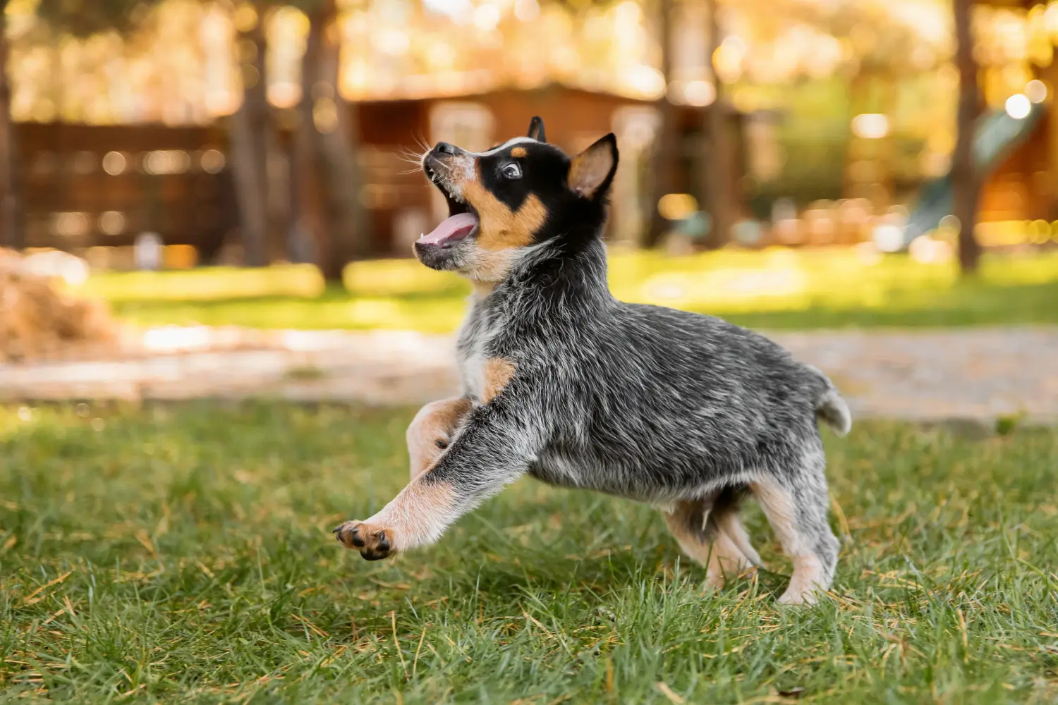 Een Australian Cattle Dog puppy kopen betekent verantwoordelijkheid nemen! Australische Veedrijvershond puppy's kopen.