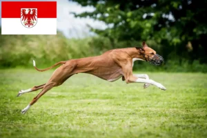 Lees meer over het artikel Azawakh fokkers en pups in Brandenburg