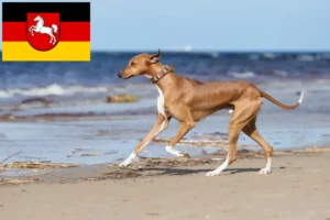 Lees meer over het artikel Azawakh fokkers en pups in Nedersaksen
