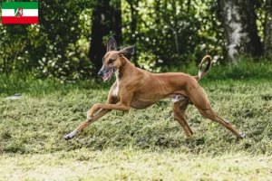 Lees meer over het artikel Azawakh fokkers en pups in Noordrijn-Westfalen