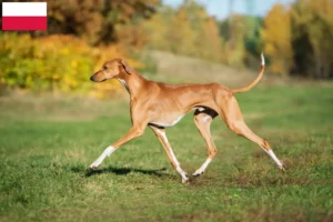 Lees meer over het artikel Azawakh fokkers en pups in Polen