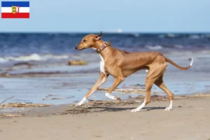 Lees meer over het artikel Azawakh fokkers en pups in Sleeswijk-Holstein