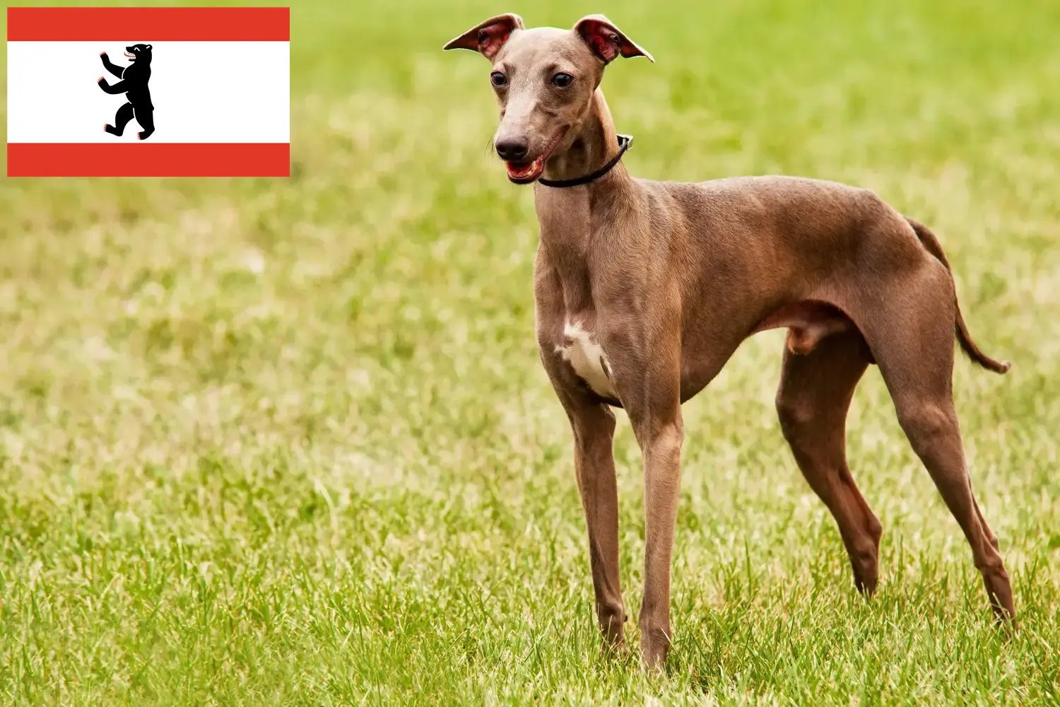 Lees meer over het artikel Azawakh fokkers en puppies in Berlijn
