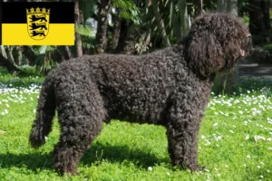 Lees meer over het artikel Barbet fokkers en pups in Baden-Württemberg