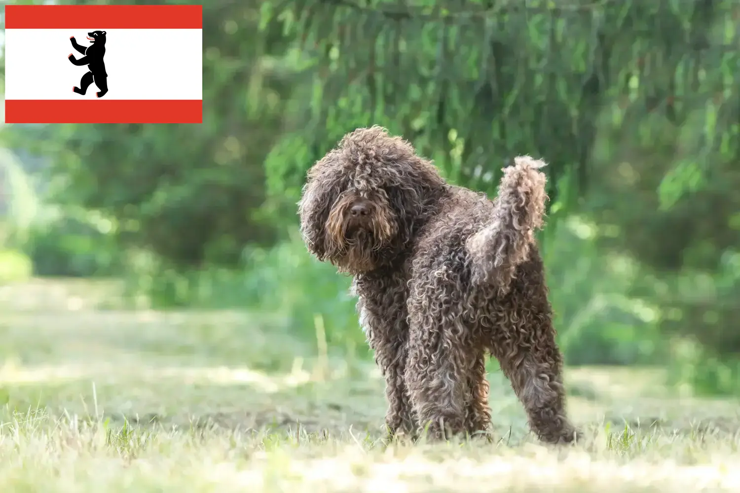 Lees meer over het artikel Barbet fokkers en pups in Berlijn