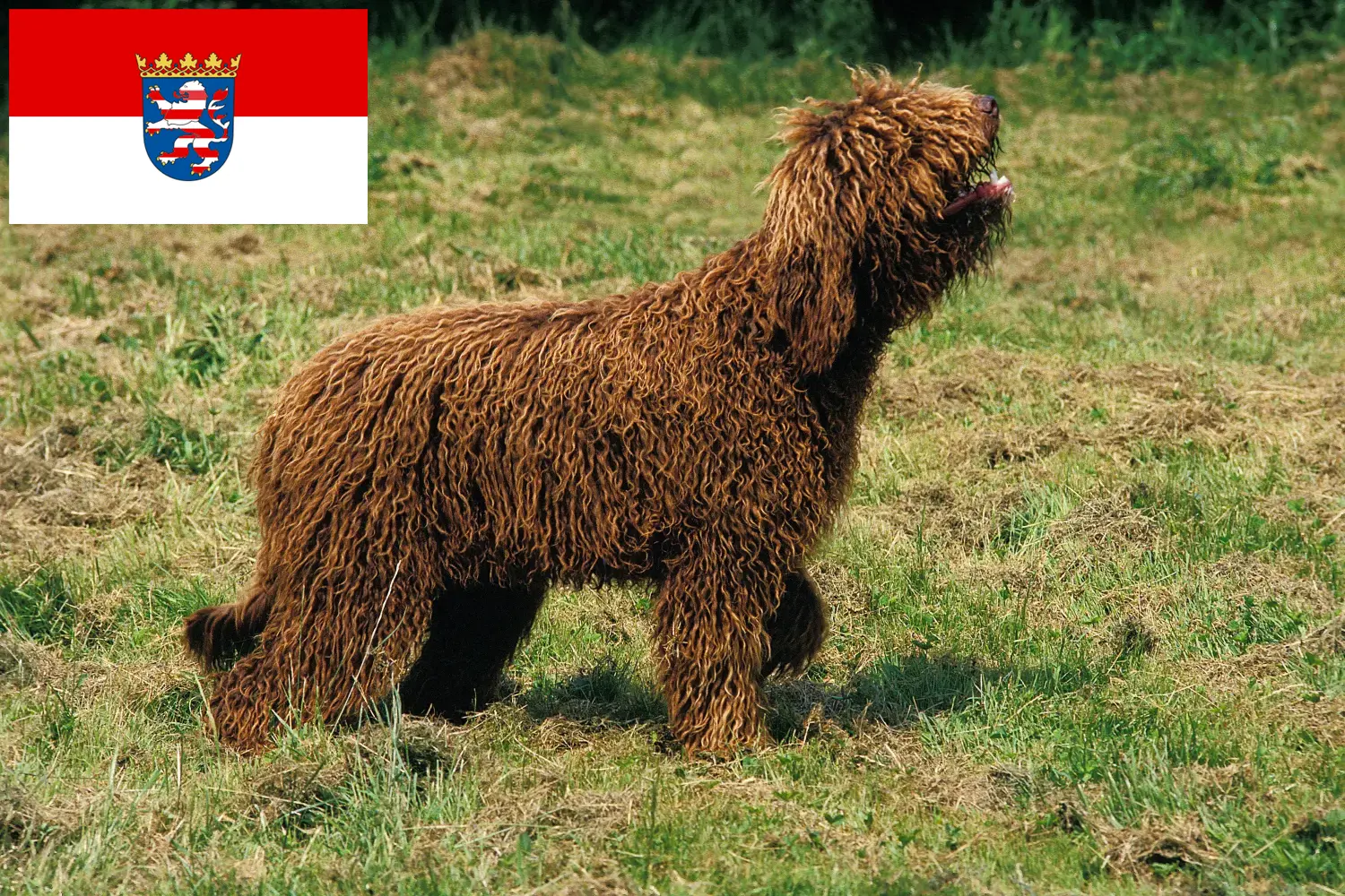 Lees meer over het artikel Barbet fokkers en pups in Hessen