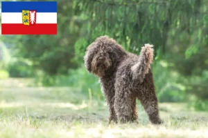 Lees meer over het artikel Barbet fokkers en pups in Sleeswijk-Holstein