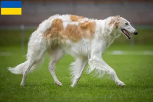 Lees meer over het artikel Barsoi fokkers en puppies in Oekraïne