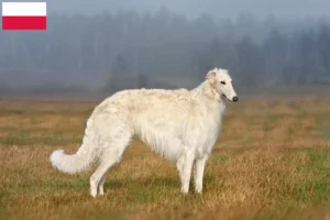Lees meer over het artikel Barsoi fokkers en puppies in Polen