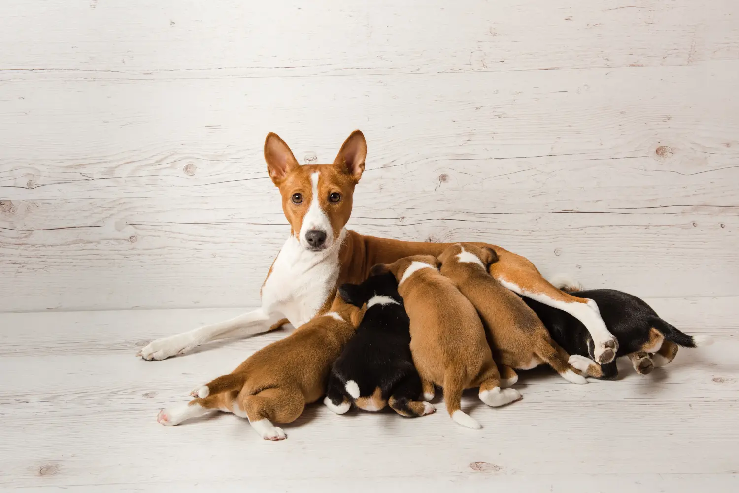 Een Basenji puppy kopen betekent verantwoordelijkheid nemen! Basenji puppy kopen.