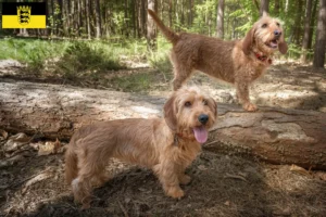 Lees meer over het artikel Basset fauve de Bretagne fokkers en pups in Baden-Württemberg