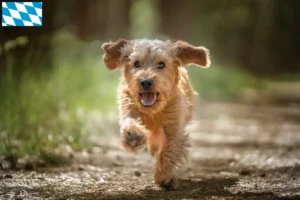 Lees meer over het artikel Basset fauve de Bretagne fokkers en pups in Beieren