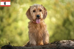 Lees meer over het artikel Basset fauve de Bretagne fokkers en pups in Berlijn