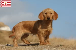 Lees meer over het artikel Basset fauve de Bretagne fokkers en pups in Bremen