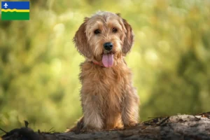 Lees meer over het artikel Basset fauve de Bretagne fokkers en pups in Flevoland