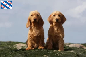 Lees meer over het artikel Basset fauve de Bretagne fokkers en pups in Friesland